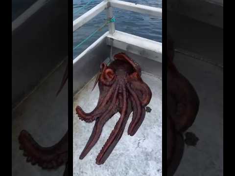 Octopus squeezes through hole in ship to escape?? #animals
