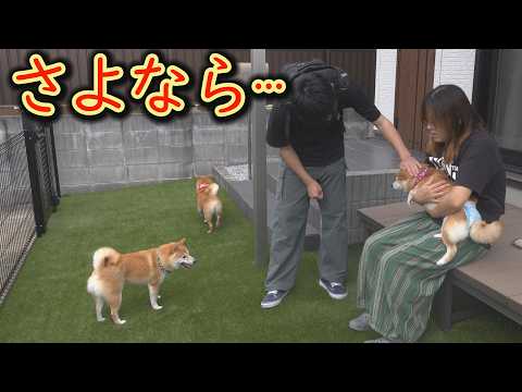 息子との別れを認めない柴犬と、今にも泣き崩れそうな柴犬にジーンときました・・・