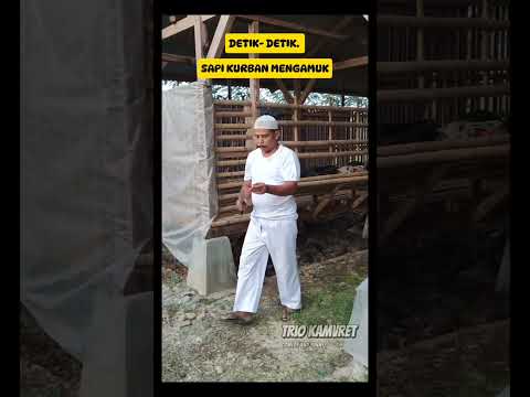 sapi qurban ngamuk #sapiqurban #iduladha