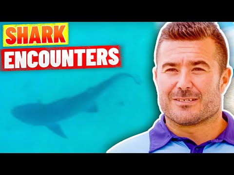 SHARK ALARM! Shark Sightings at Bondi Beach