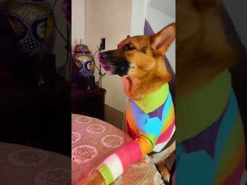 mi hijo ya sabe cómo se hacer bebés parte 1/2🐶🐶🐶😳💦🙌