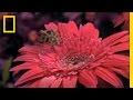 Jumping Spider Hunting Skills