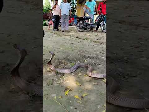 very Agressive Indian specticould Cobra 😲😲 #vishalsnakesaver