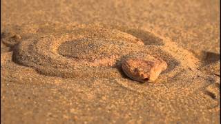 Avicennaviper - Cerastes vipera