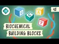 Amino Acids and Molecular Biology Concepts