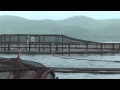Salmon Farming Practices and Regulations