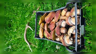 Funghi 2025- Prima cassetta!