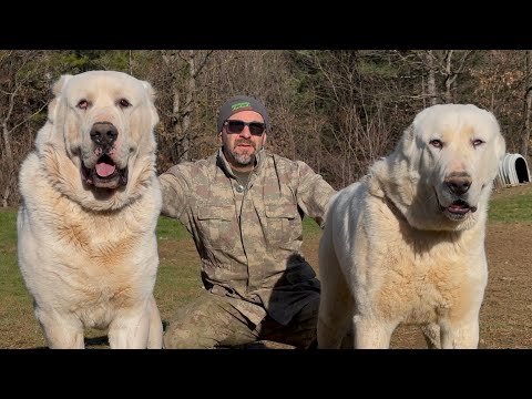 ALABAY ( ALABAI ) FABRİKASI ! BU ÇİFTLİKTE DEV KÖPEKLER ÜRETİLİYOR