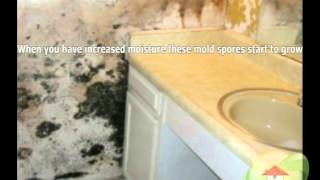 What Causes Mold?
