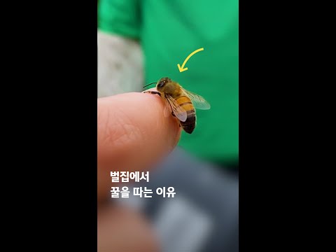 꿀, 꽃에서 바로 가져오면 안 됨? #shorts / 소탐대실