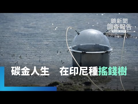 碳金變碳「驚」！解密綠藍黃三色碳　台灣多少可儲藏量？全球瘋碳權　台商印尼圈地護林　養出約合台灣1/5面積碳金｜鏡新聞調查報告 #鏡新聞 - YouTube