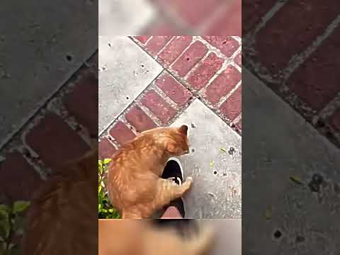 NUNCA CONFIES EN UN GATO NARANJA โ ๏ธ