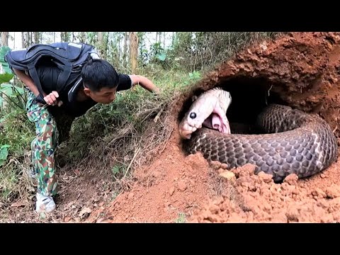 Panicked when encountering a strange moment in a giant king cobra nest.