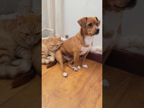 The dog is the cat's makeshift pillow.