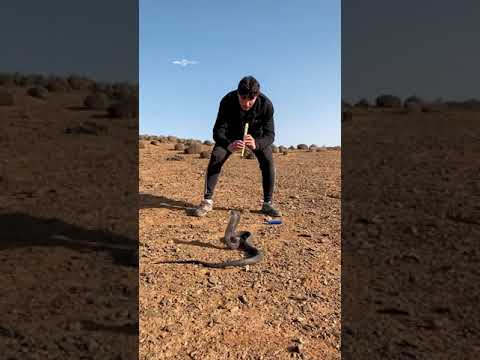 PABLOFAUNA DOMANDO UNA COBRA SALVAJE