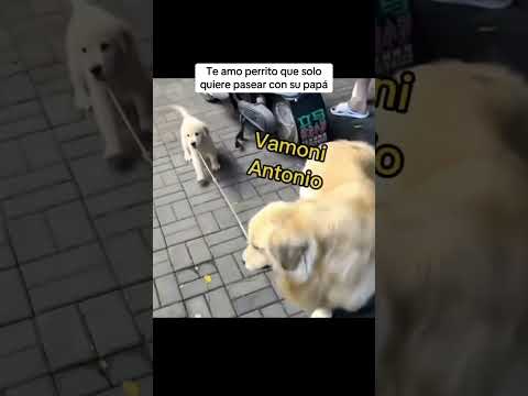 Que tranquilo se le ve con su padre #dog #caninos #perros