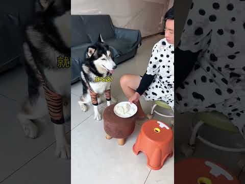 Dog: Can you be a human being?! #People and dogs always go crazy in a series #Who doesn’t have a stu