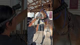 Have you ever took your equine to the dentist? #horse #ranch