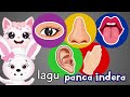 Understanding the Five Senses