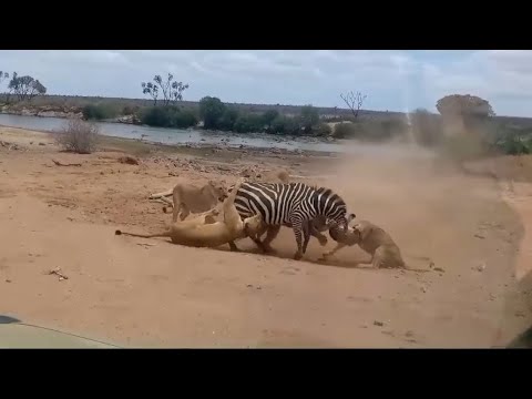 lions attacking the zebra bring it down video