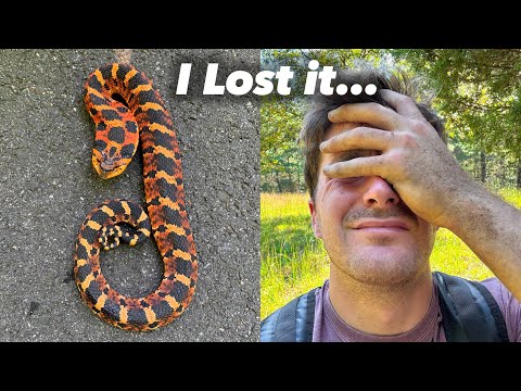 I Lost The Best Snake of My Life (Hogtober Gone Wrong)