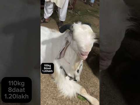 BADEY BAKRE AT BHOPAL TALKIES BAKRA MANDI😨😨😍😍😍