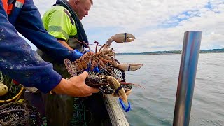 32 Lobster Pots - How Many Lobsters ? Great Day Fishing For Lobsters & Crabs 