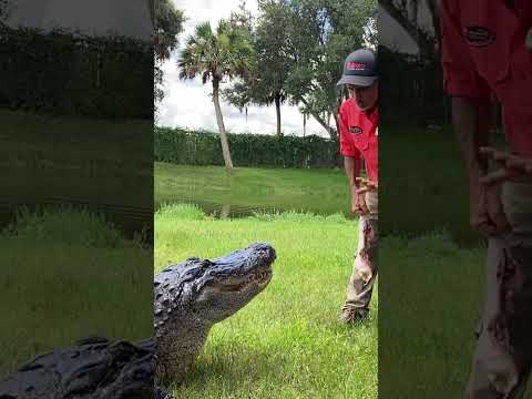 Playing tug of war with massive 14 foot alligators