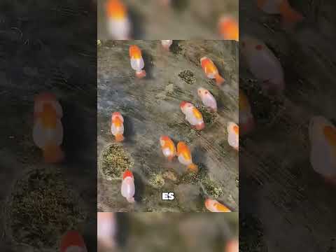 Diese Fische reinigen Japans Kanalisation! #tiere #shorts