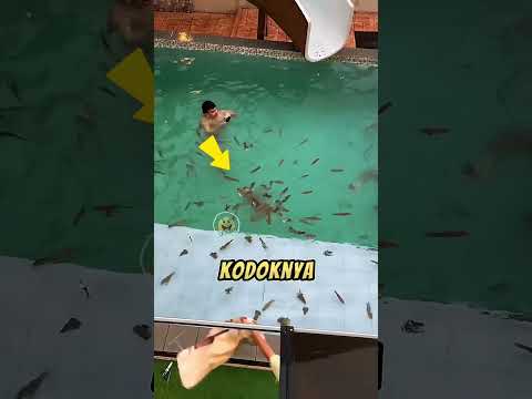 kasih kejutan temen yang lagi renang 🤣
