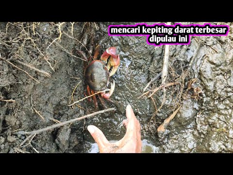 MENANGKAP KEPITING DARAT BESAR GIANT LAND CRAB (CARDISIMA CARNIVEX)