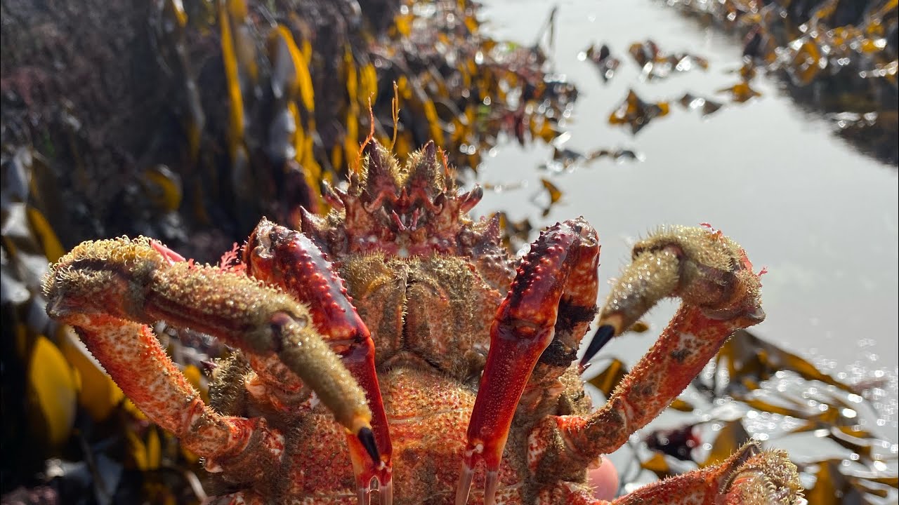 Low Tide Rock pooling in Cornwall - Seaweeds, Crabs, Anemones and Underwater Sea Creatures. - The Fish Locker