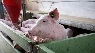 YouTube video thumbnail: The Save Our Bacon Act Targets Pig Welfare in Pork Industry