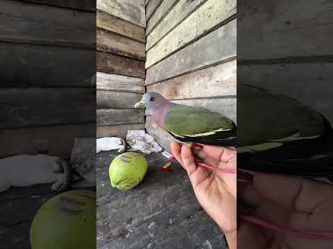 Ini burung apa yahh??🧐 #tambak #kalimantan #burung #bolang