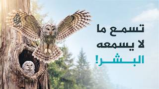 بومة الأورال.. صيادة الغابة الصامتة