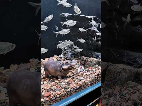 world's unique fish tank testing !