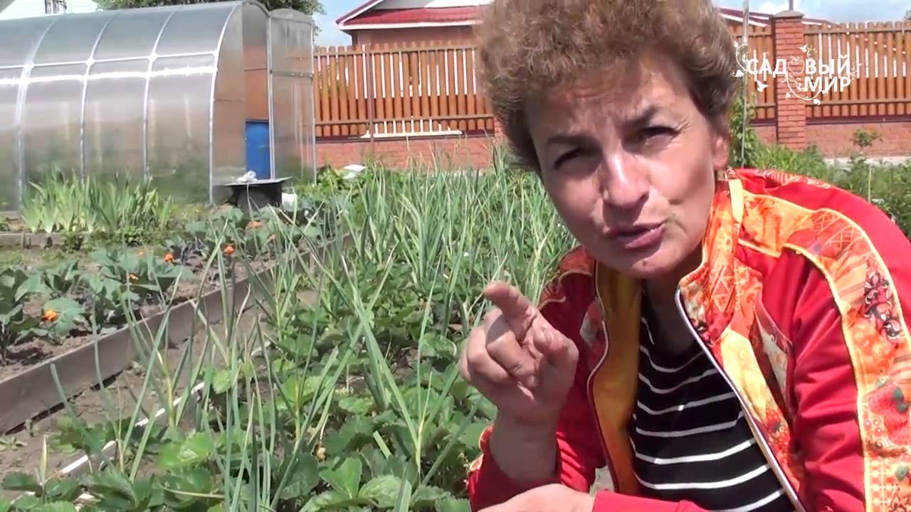 Как размножать клубнику садовую землянику