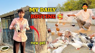 My Daily routine 🥰🕊️ !! New pets aagya🐇!! #pigeon #video @Itsgullyboyvlog