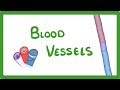 Circulatory System Functions and Structures