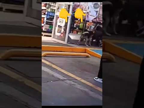 Algo raro paso aquí , Nahual se convierte en Hombre ??? #humor #mexico #purocotorreo #jajaja