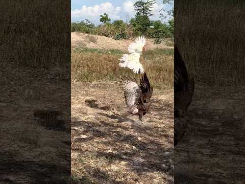 Amazing hawk eagle hunting a big roaster 🦅#shortsfeed #birdhunting #birds #eatfood #shorts #like