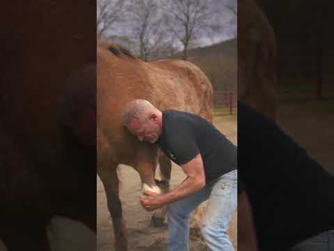 RESCUE HORSE Luna Keeps Asking for MORE CHIRO from Dr. Doug! 🤣🐴