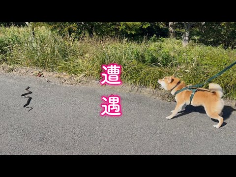 巨大なヘビと遭遇した柴犬の反応が凄すぎた