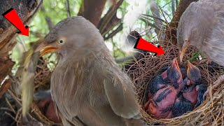 Wild babbler bird took a lizard from the nest @AnimalsandBirds107