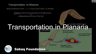 Transportation in Planaria