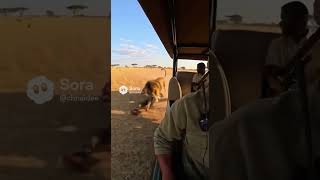 Lion Grab Poor Woman For Dinner 🦁 -  #funny #soralife #ai  #blackpantherattitude #animals
