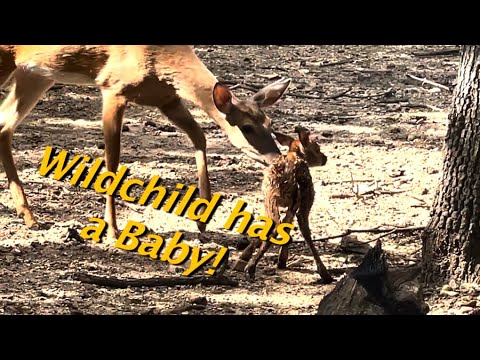Wild Childs Babies!!!