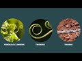 Plant Adaptations and Structures
