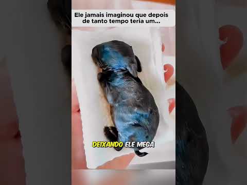 Dog Capitu | Tccontos #shorts #animais #animaisfofos #animaisselvagem #pets #curiosidades