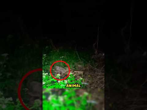Si algún día ves a un Animal haciendo esto no te acerques 😱❌️ #animals #animal #shorts #viralshorts